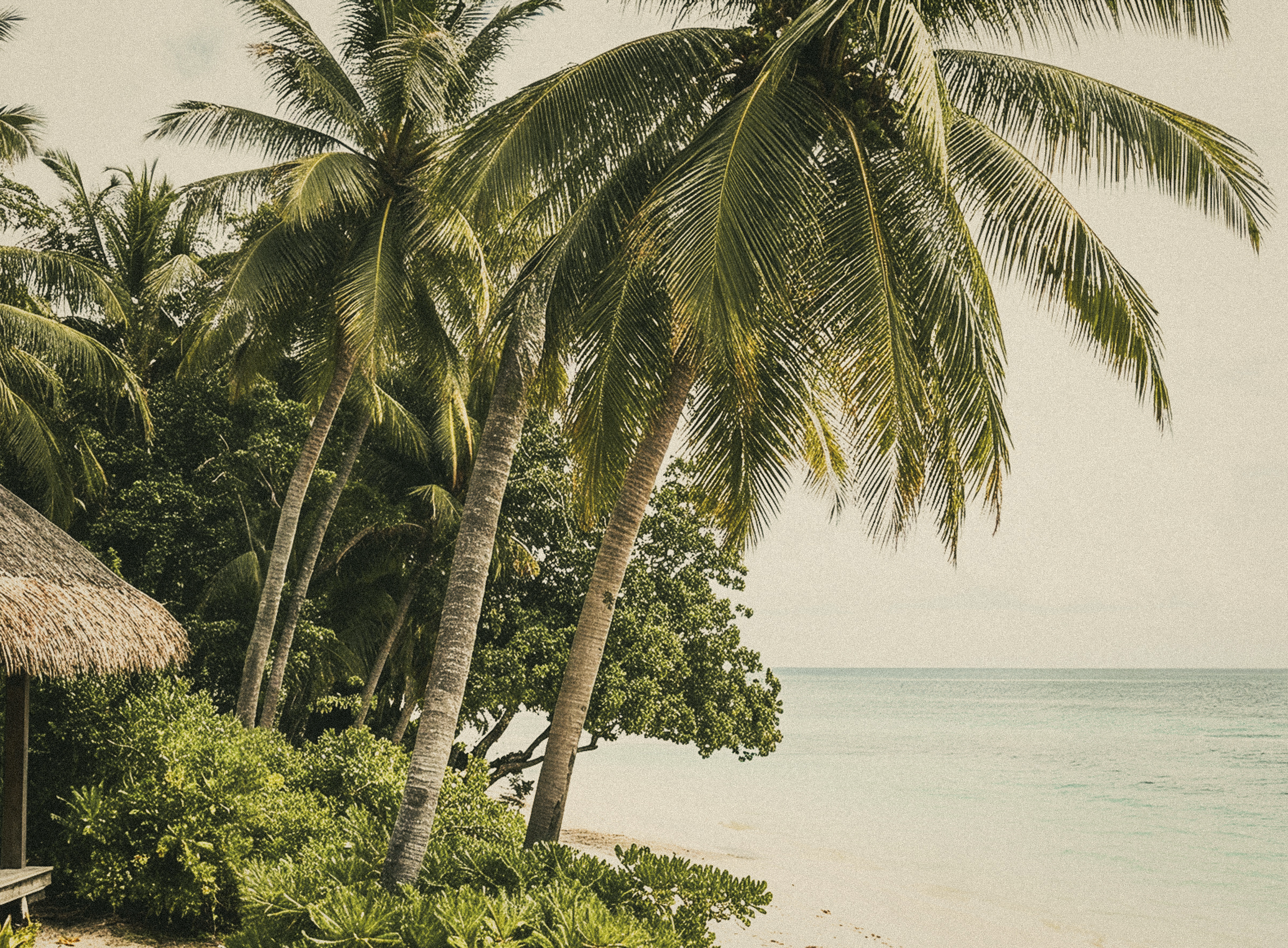 Tall palm trees lean over a quiet turquoise cove seen from a coastal path.